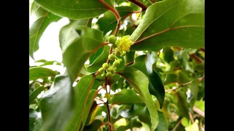 Groselha (Phyllanthus acidus)