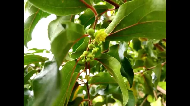Groselha (Phyllanthus acidus)