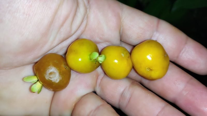 Grumixama Amarela (Eugenia brasiliensis)