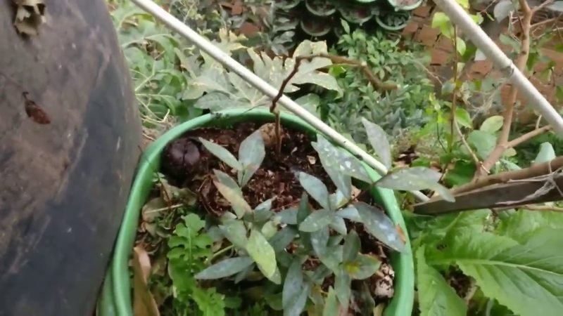 Inga de flores roseas (Inga edulis)