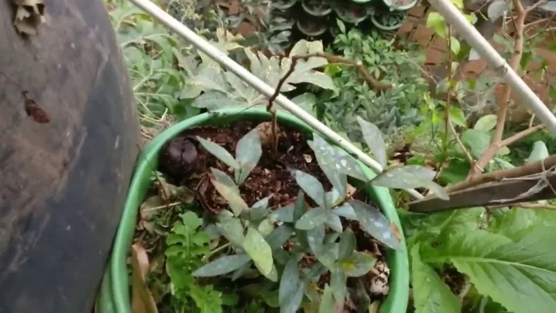 Muda de Inga de flores roseas (Inga edulis)