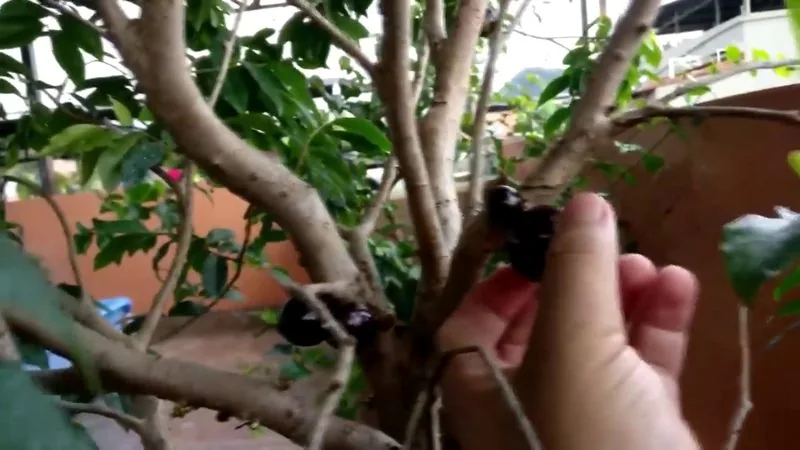 Muda de Jabuticaba hibrida (Plinia cauliflora)