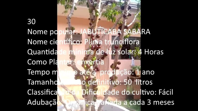 Jabuticaba Sabara - imagem 2