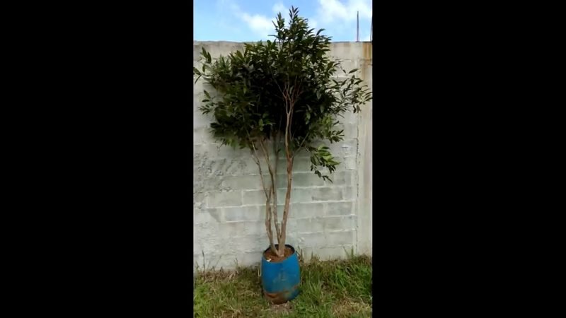 Jabuticaba Sabara (Plinia cauliflora 'Sabará')