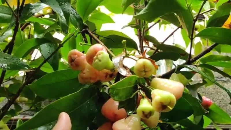 Muda de Jambo Rosa (Syzygium jambos)
