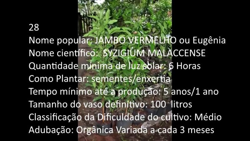 Jambo Vermelho - imagem 2