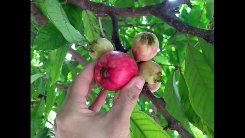 Jambo Vermelho (Syzygium malaccense)