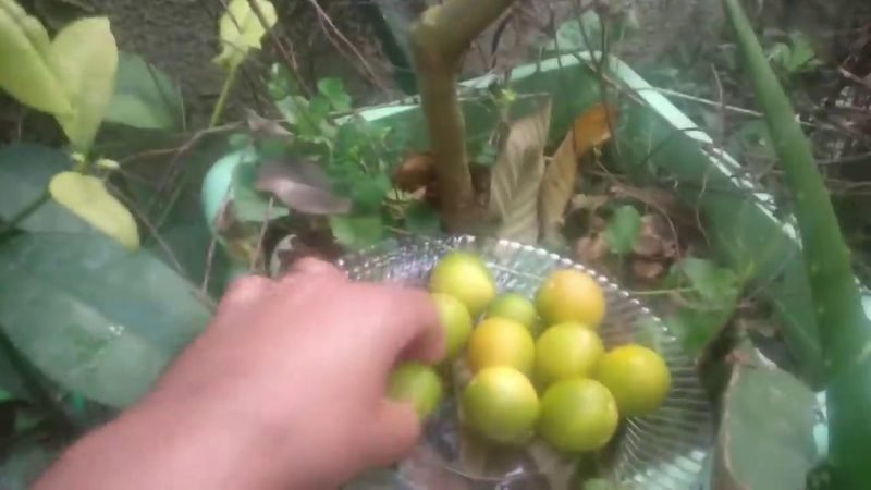 Laranja kinkan (Citrus japonica)