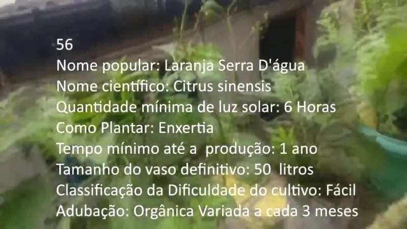 Laranja Serra Dagua - imagem 2