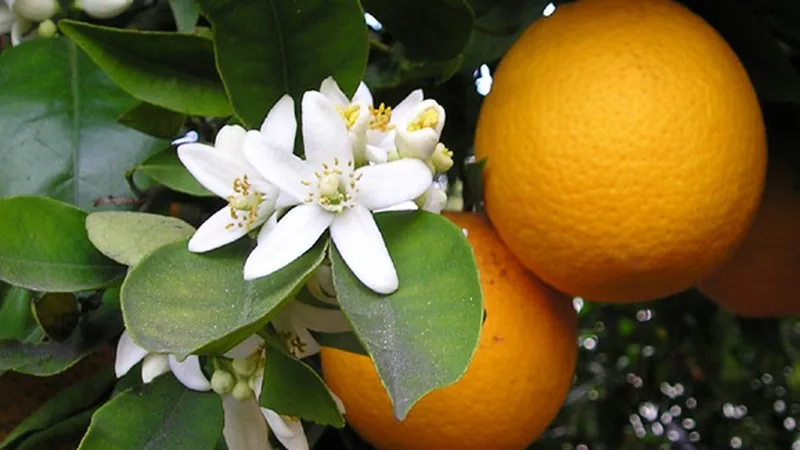Laranja Serra Dagua (Citrus sinensis 'Serra d'Água')