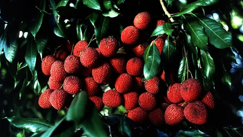 Muda de Lichia (Litchi chinensis)