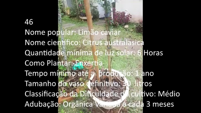 Limao caviar - imagem 2