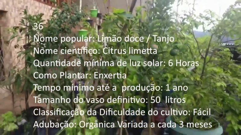 Limao doce Tanjo - imagem 2