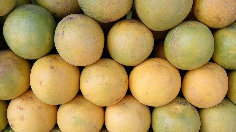 Muda de Limao doce Tanjo (Citrus limettioides)