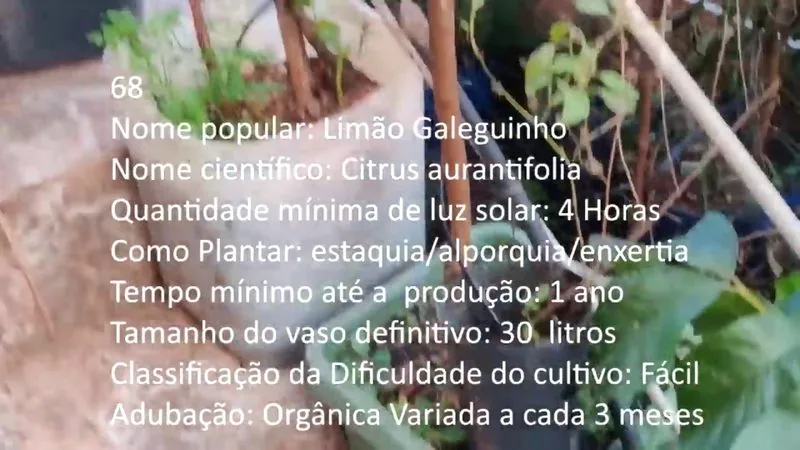 Limao Galeguinho - imagem 2
