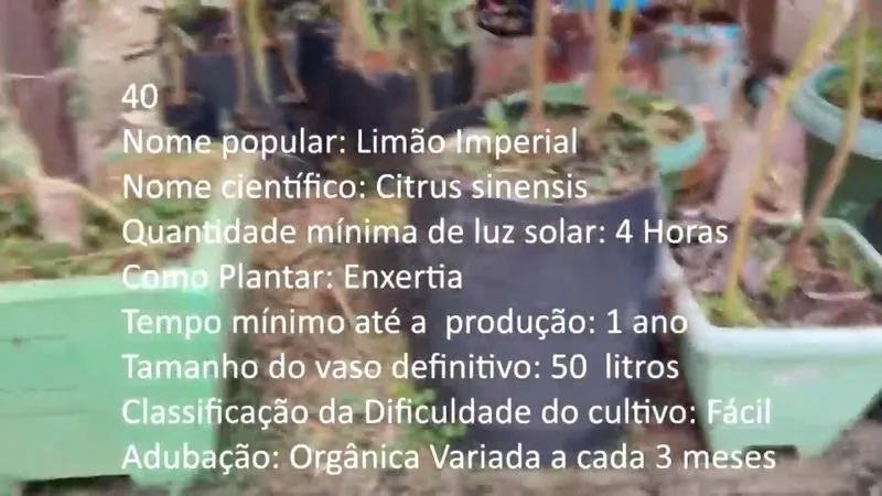 Limao Imperial - imagem 2