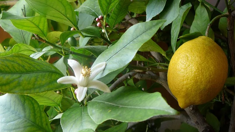 Limao Imperial (Citrus × limon 'Imperial')