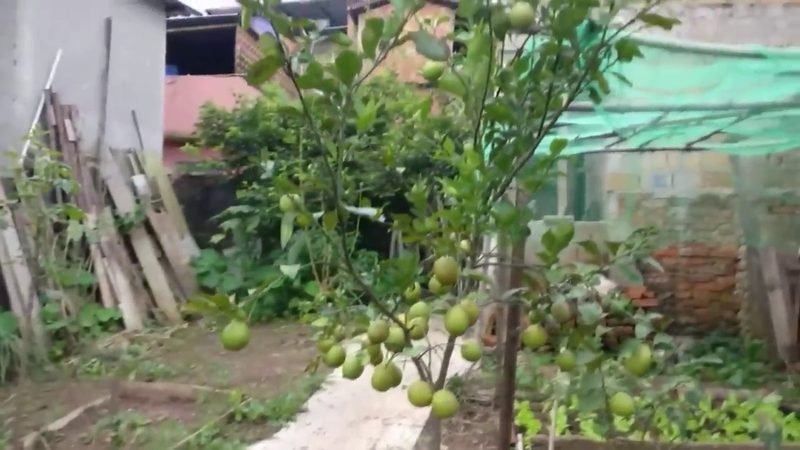 Limao Siciliano (Citrus × limon)