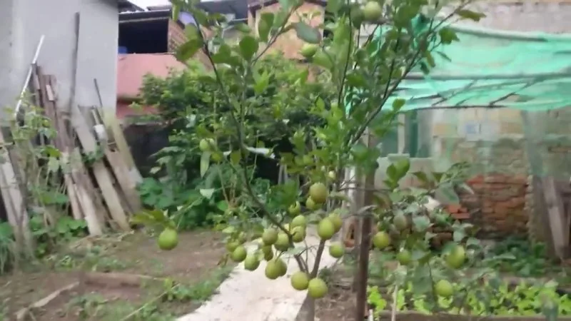 Muda de Limao Siciliano (Citrus × limon)