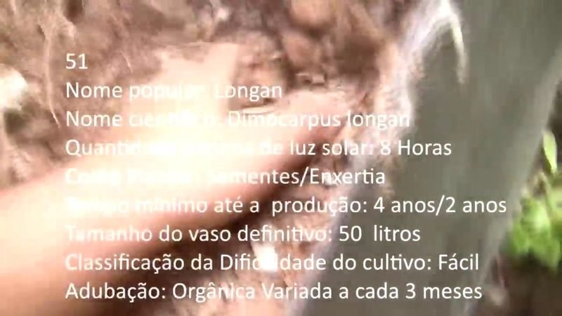 Longan - imagem 2