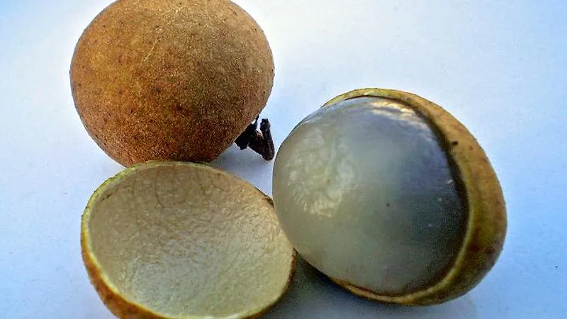 Muda de Longan (Dimocarpus longan)