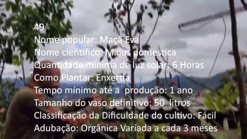 Maca Eva - imagem 2