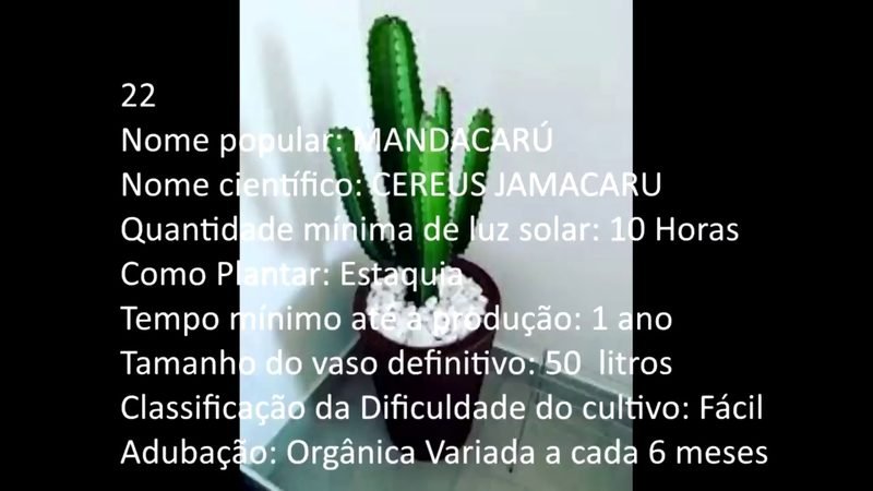 Mandacaru - imagem 2