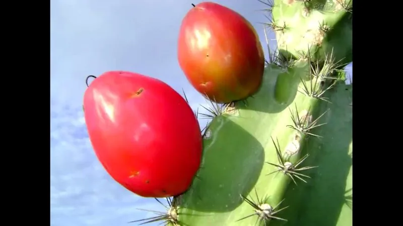 Muda de Mandacaru (Cereus jamacaru)