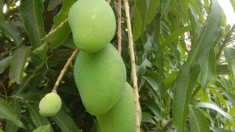 Muda de Manga Palmer (Mangifera indica 'Palmer')