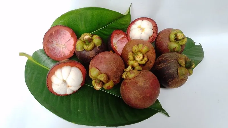Mangostao fruta da rainha ()