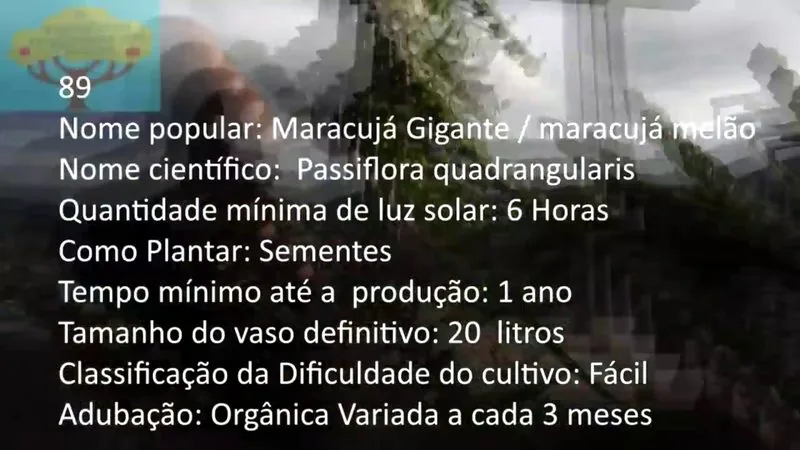 Maracuja Gigante - imagem 2