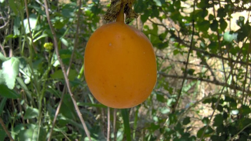 Maracuja Gigante (Passiflora edulis)