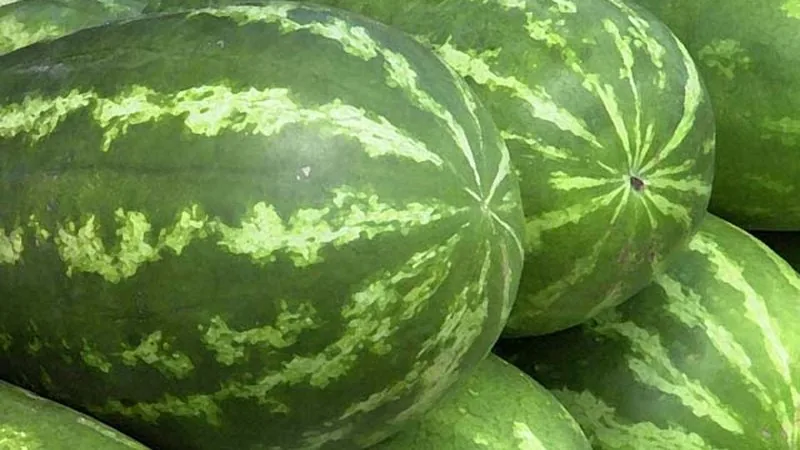 Melancia (Citrullus lanatus)