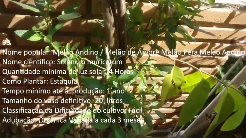 Melao Andino - imagem 2