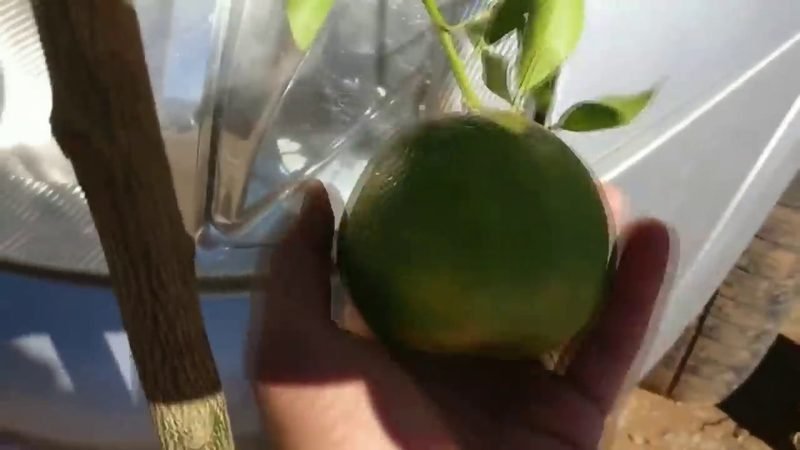 Mexerica Ponkan (Citrus reticulata)