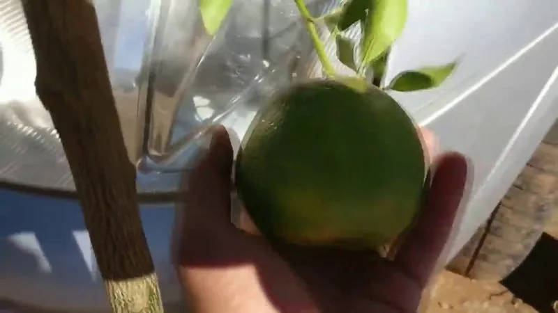 Muda de Mexerica Ponkan (Citrus reticulata)