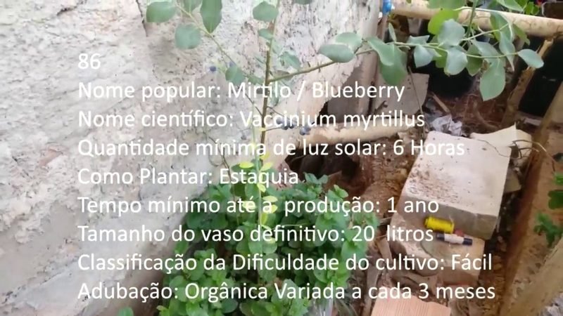 Mirtilo Blueberry - imagem 2