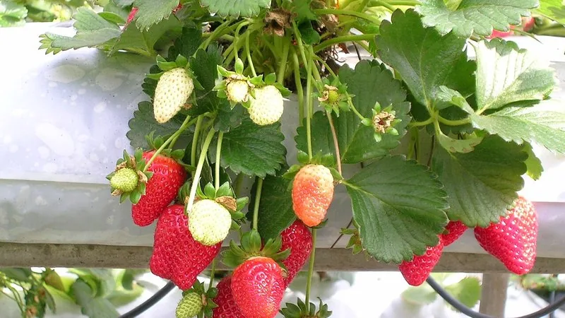 Muda de Morango (Fragaria x ananassa)