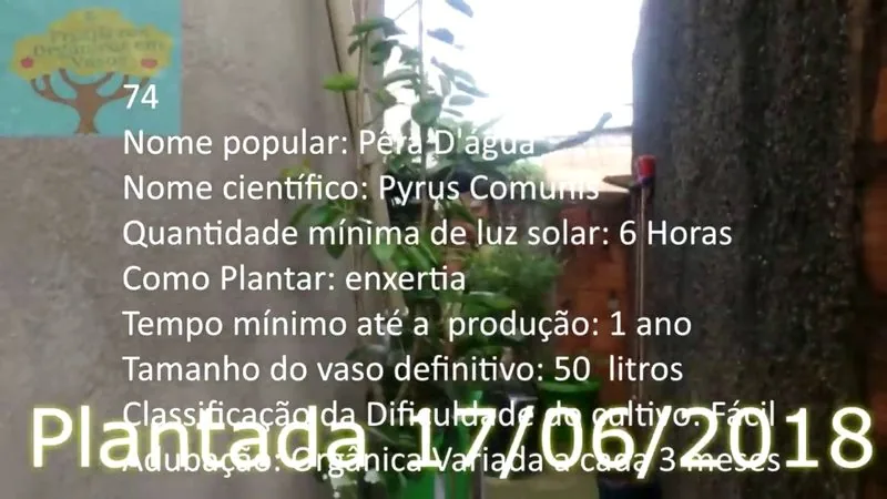 Pera Dagua - imagem 2