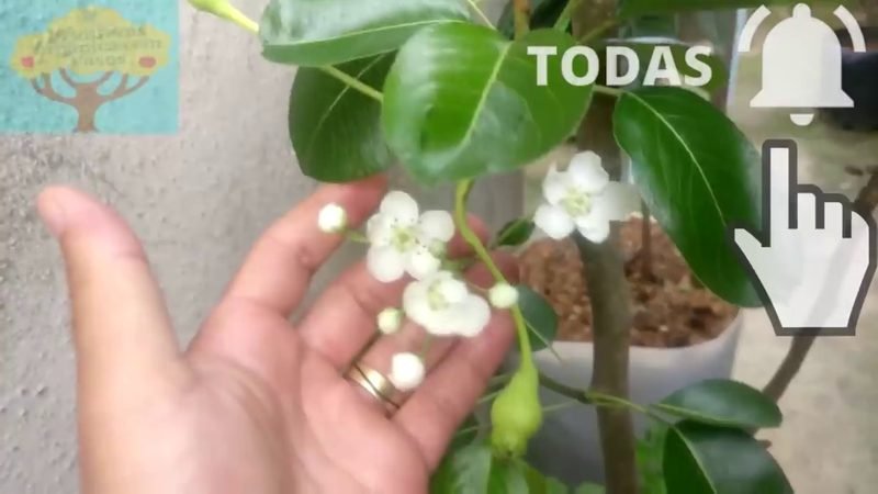 Pera Dagua (Pyrus communis)