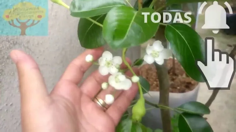 Pera Dagua (Pyrus communis)