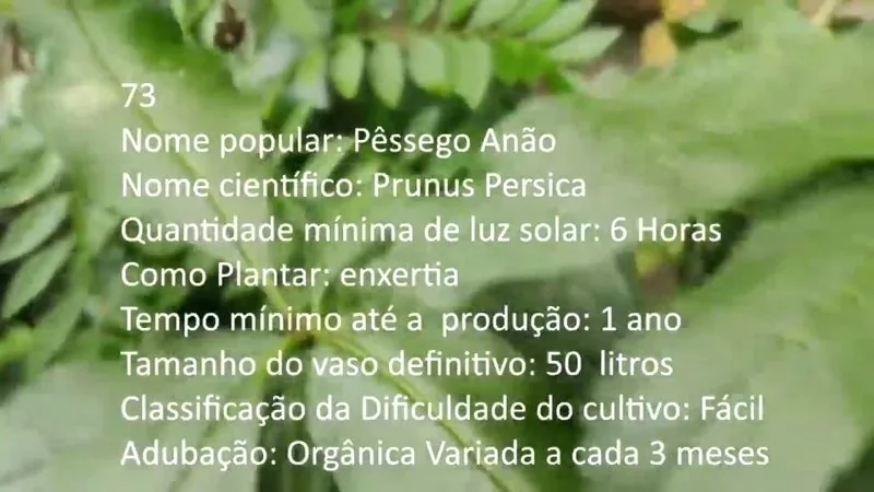 Pessego Anao - imagem 2
