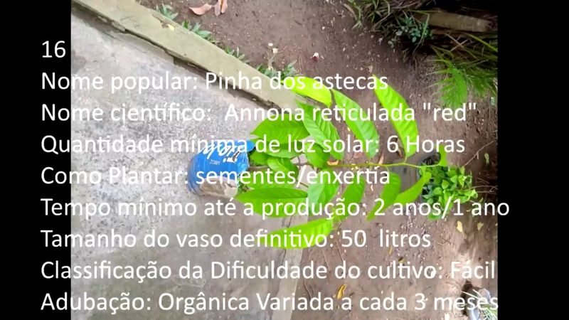 Pinha dos astecas - imagem 2