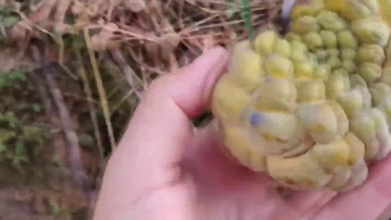 Pinha (Annona squamosa)
