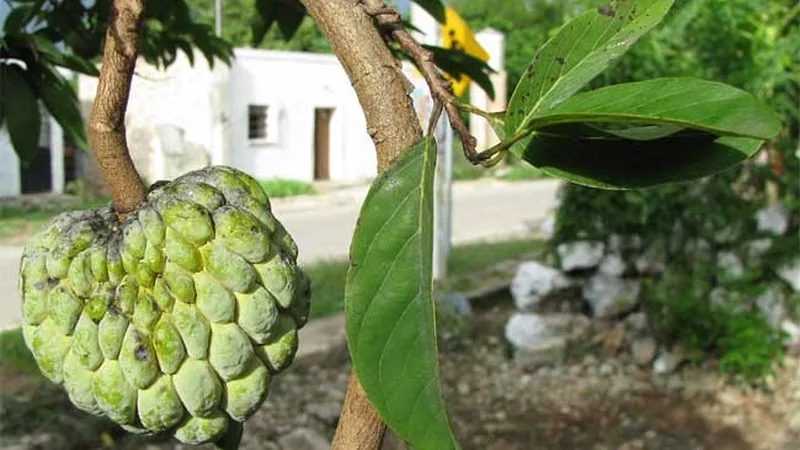 Pinha (Annona squamosa)