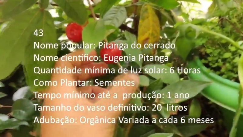Pitanga do cerrado - imagem 2