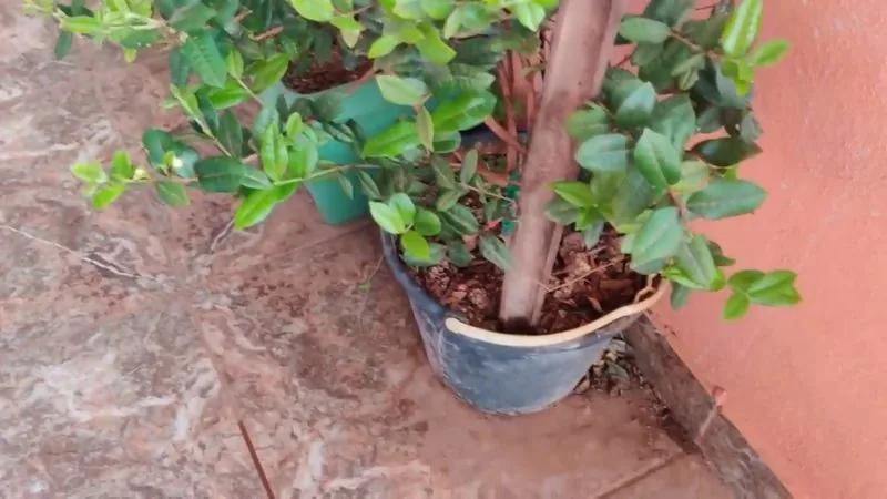 Muda de Pitangatuba (Eugenia selloi)