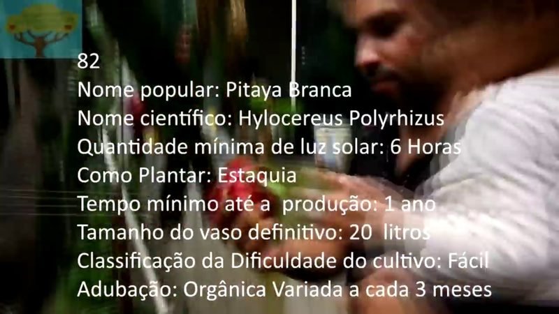 Pitaya Branca - imagem 2