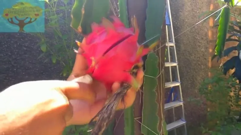 Muda de Pitaya vermelha (Hylocereus polyrhizus)