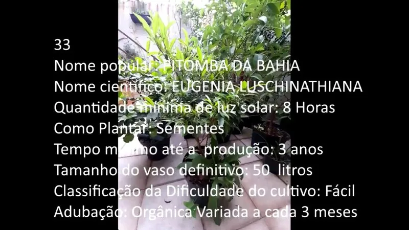 Pitomba da Bahia - imagem 2